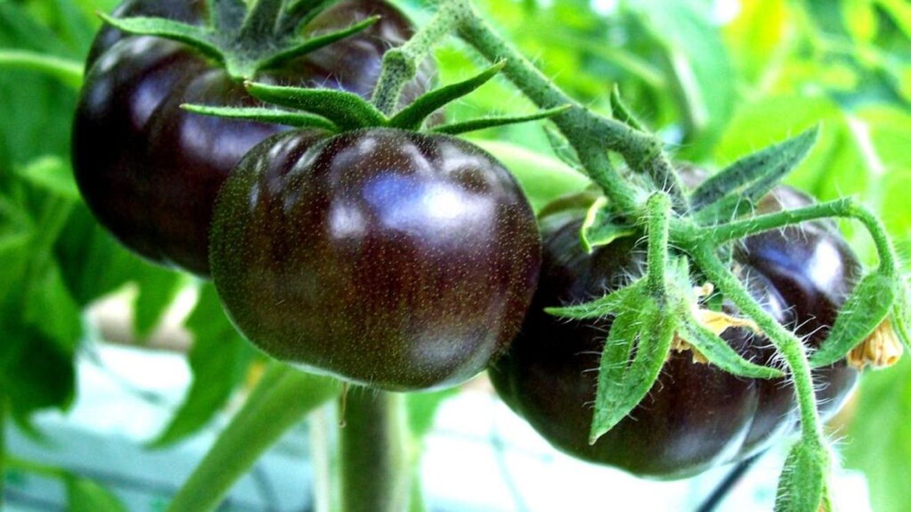 Resturile vegetale din industria alimentară ca resursă. Pudră nutrițională plină de antioxidanți, din resturile de la prelucrarea roșiilor „negre”