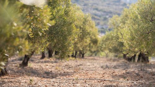 Măslinul milenar din Italia care încă produce sute de kilograme de măsline. Povestea „Gigantului din Corato”