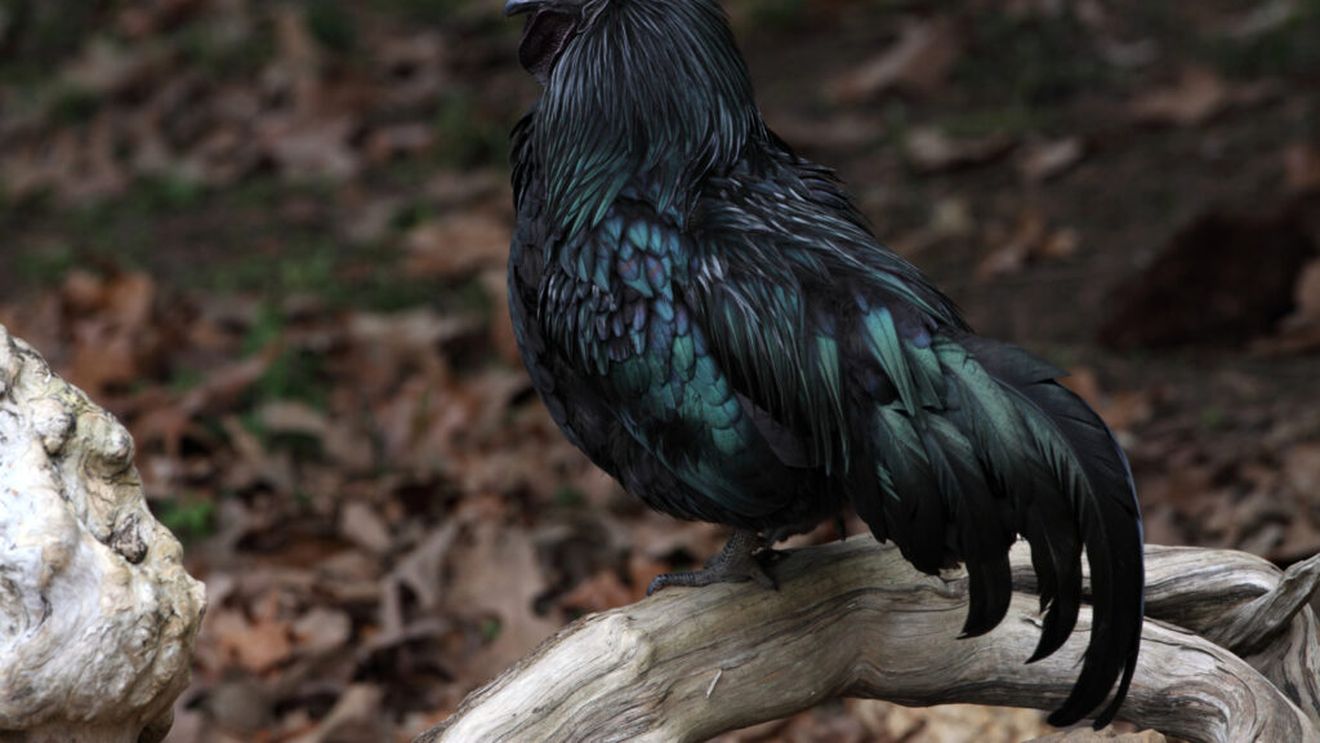 Ayam Cemani, găina ornamentală de culoare negru intens din insula Java. Neagră inclusiv pe interior, este considerată sacră și costă 5000 de dolari bucata