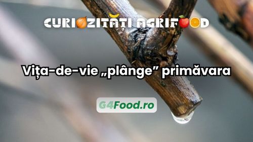 Curiozitate agri-food: Vița-de-vie „plânge” primăvara / Un fenomen natural spectaculos, legat de revenirea la viață a plantei / Uneori este însoțit și de un murmur discret, produs de presiunea sevei în canaliculele plantei