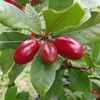 VIDEO | Ce este „fructul-miracol” care face alimentele acre să pară dulci / Ce se întâmplă pe limbă după ce îl mănânci