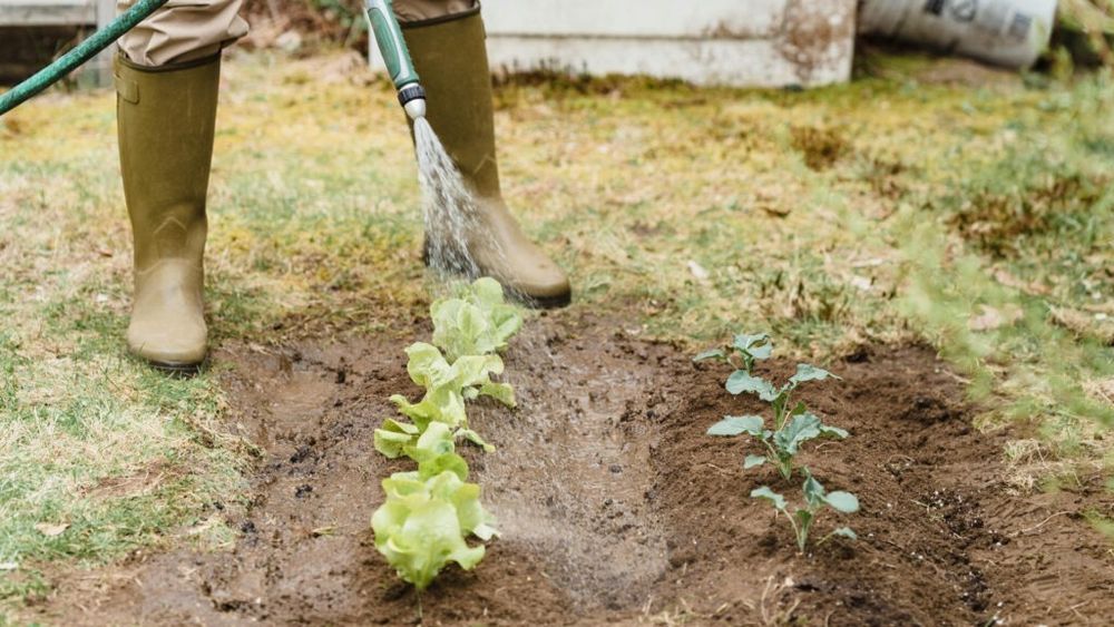 Descoperire revoluționară în Marea Britanie: O echipă de cercetători a identificat un mecanism biologic care face ca rădăcinile plantelor să devină mai „atractive” pentru microbii din sol / „Această descoperire are un potențial extraordinar pentru avansarea agriculturii sustenabile”