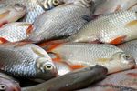 Paradoxul peștelui românesc: Produce 300 de tone de pește, dar nu poate să-l vândă / Gheorghe Nistor (inginer piscicol): „Competiția făcută de peștele de import este tot mai mare. Nu avem desfacere”