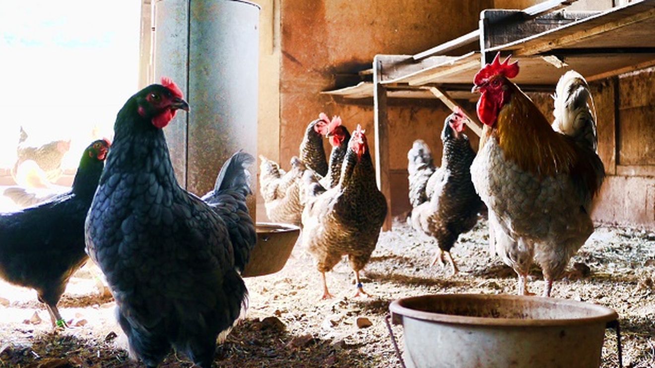 Statele europene și-au sporit producția de carne de pasăre în ultimii ani; România, pe locul șapte în topul marilor producători