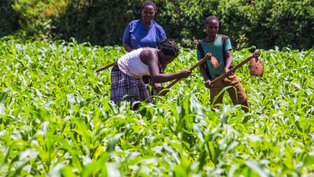 Verdețurile tradiționale din Kenya, cândva privite ca simple buruieni sau „mâncare a săracului”, revin în forță în farfurii și pe piețele locale / „Detoxifică organismul și ajută la slăbit”