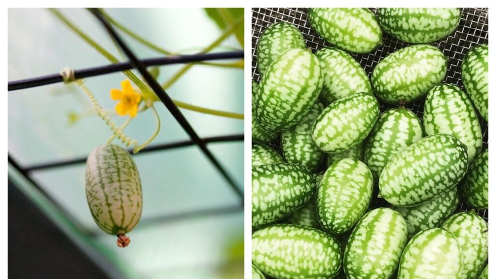Ce sunt „cucamelons”, pepenii miniaturali cu gust de castravete și citrice / Sunt foarte apreciați în gastronomia modernă, fiind utilizați în salate, murături, cocktailuri și chiar ca garnitură pentru preparate sofisticat