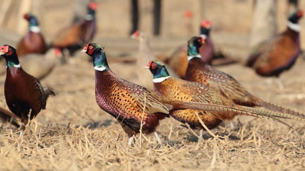 Romsilva creşte anual peste 35.000 de fazani / Dintre aceștia peste 15.000 sunt folosiţi pentru repopularea fondurilor cinegetice, iar restul în industria alimentară și HoReCa