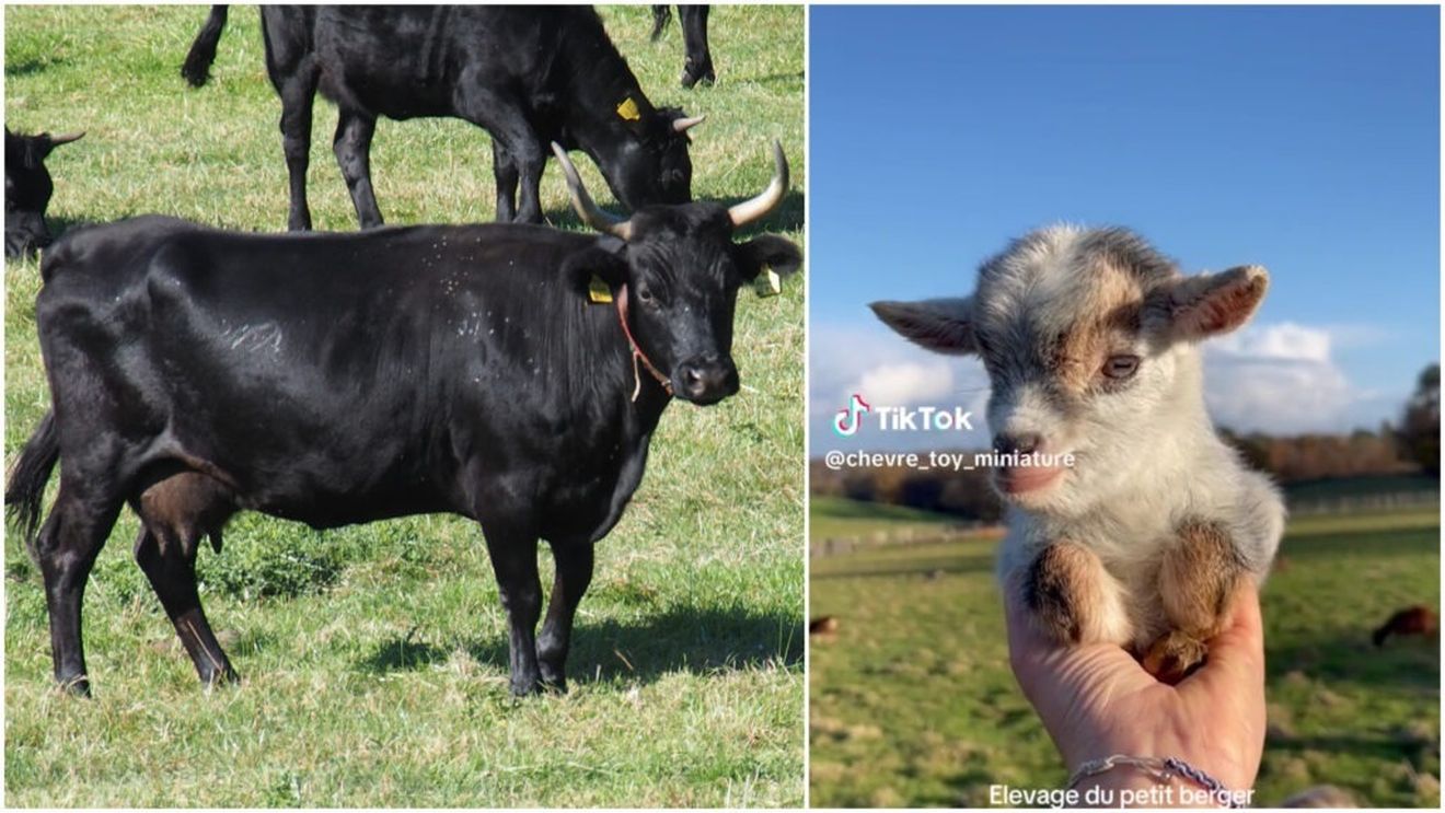 Animalele de fermă în miniatură: „Sunt mai mici, mai practice, ocupă mai puțin spațiu și mănâncă mai puțin” - Le Monde / Mini-caprele, mini-măgarii și mini-vacile sunt la mare căutare
