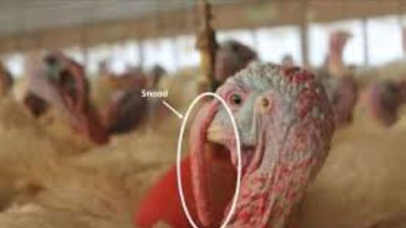 De la 3 la 6 adulți pe metru pătrat și mutilări în prima zi de viață pentru a evita consecințele supraaglomerării. Condițiile extreme în care sunt crescuți curcanii, în fermele intensive, potrivit unui recent raport EFSA