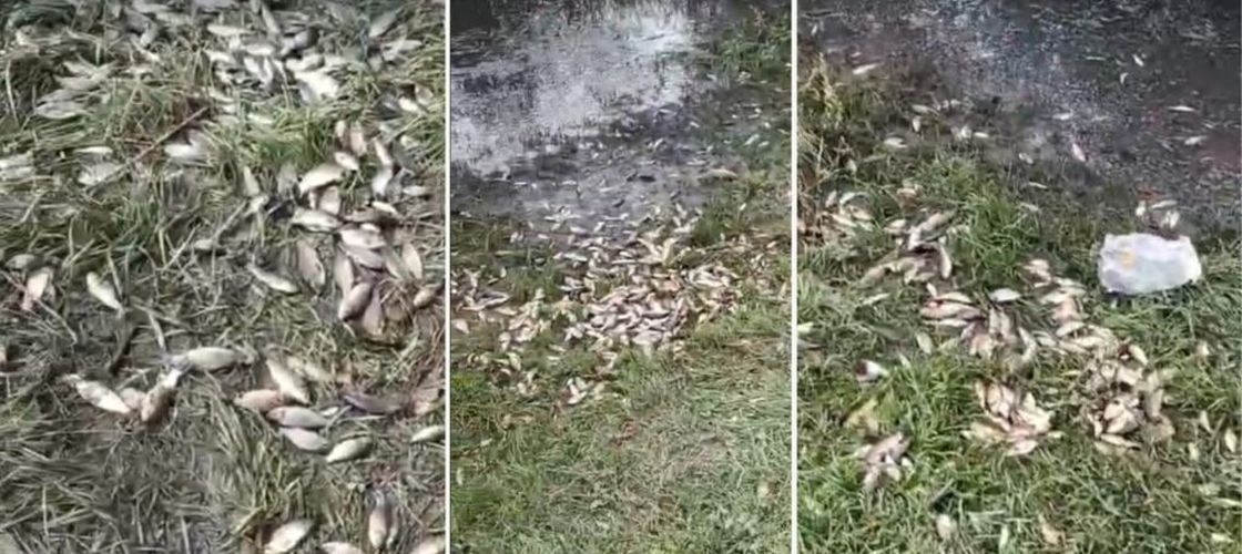 Sute de kilograme de pește au ajuns în grădinile oamenilor dintr-o localitate din Iași. Primar: „E ca în reclamele la imobiliare”