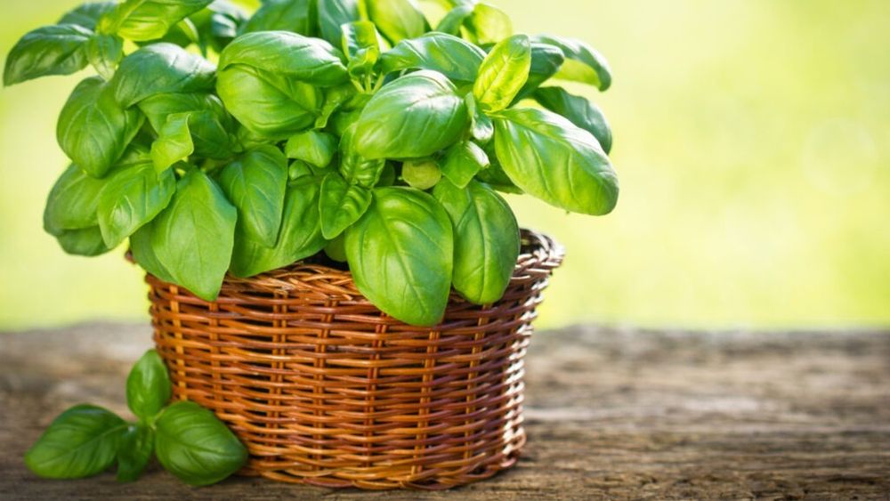 Busuiocul „Miron”, omologat de Banca de Resurse Vegetale Genetice Buzău / Numele e dat în onoarea lui Miron Cristea, primul patriarh al creştinismului ortodox românesc