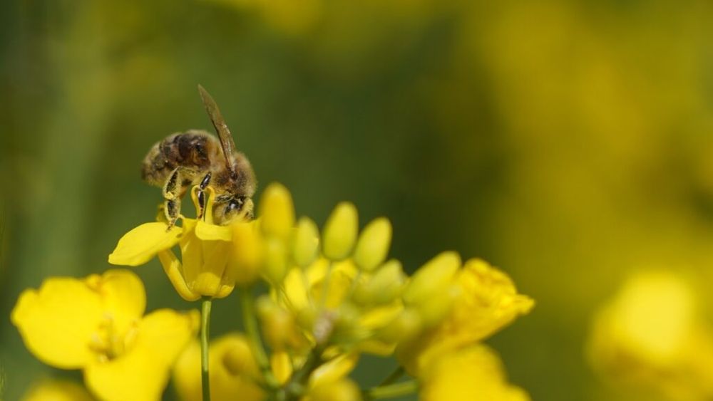 Practici prietenoase cu biodiversitatea/ Reprezentant ADEPT Transilvania: Prin folosirea de polenizatori naturali, agricultorii au şi beneficii economice, nu doar ecologice