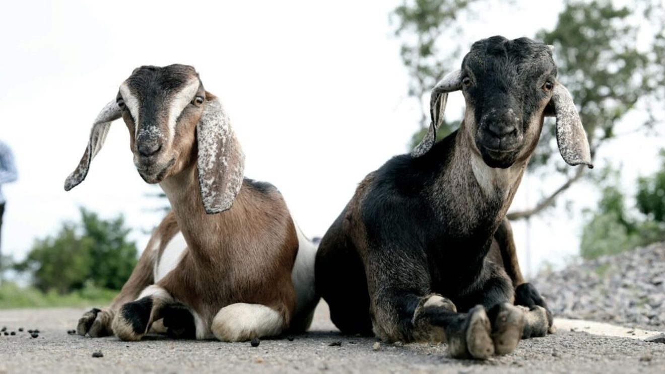 Grecia testează mii de animale în urma detectării unui focar de pesta caprelor / Aproximativ 2.500 de animale au fost ucise / Suspiciuni că virusul ar veni din România