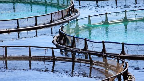 Vom avea, pentru prima oară, ferme piscicole la Marea Neagră / Anunțul a fost făcut de ministrul Mediului, Apelor și Pădurilor, Mircea Fechet 