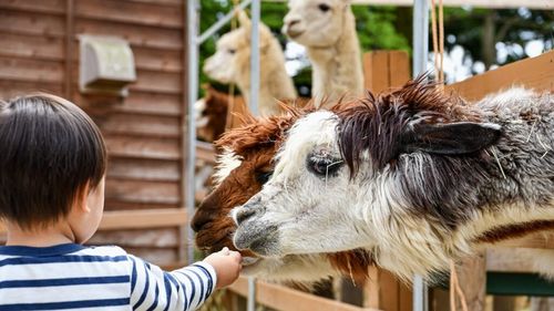 Ai un teren de câteva hectare cu fâneață cu care nu știi ce să faci? Ai putea crește câteva exemplare de alpaca pentru lână. Se adaptează foarte bine la clima din Europa