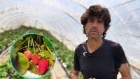 VIDEO FOTO | Serele din vârful dealului, unde cresc tot anul cele mai bune căpșuni din Spania/ Fermier: Căpșunile de aici au un gust special datorită climei și solului