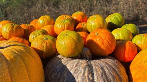 De Halloween, revine Halloweena, mandarina dovleac!/  Fructul cultivat în Spania ajunge în 5 țări