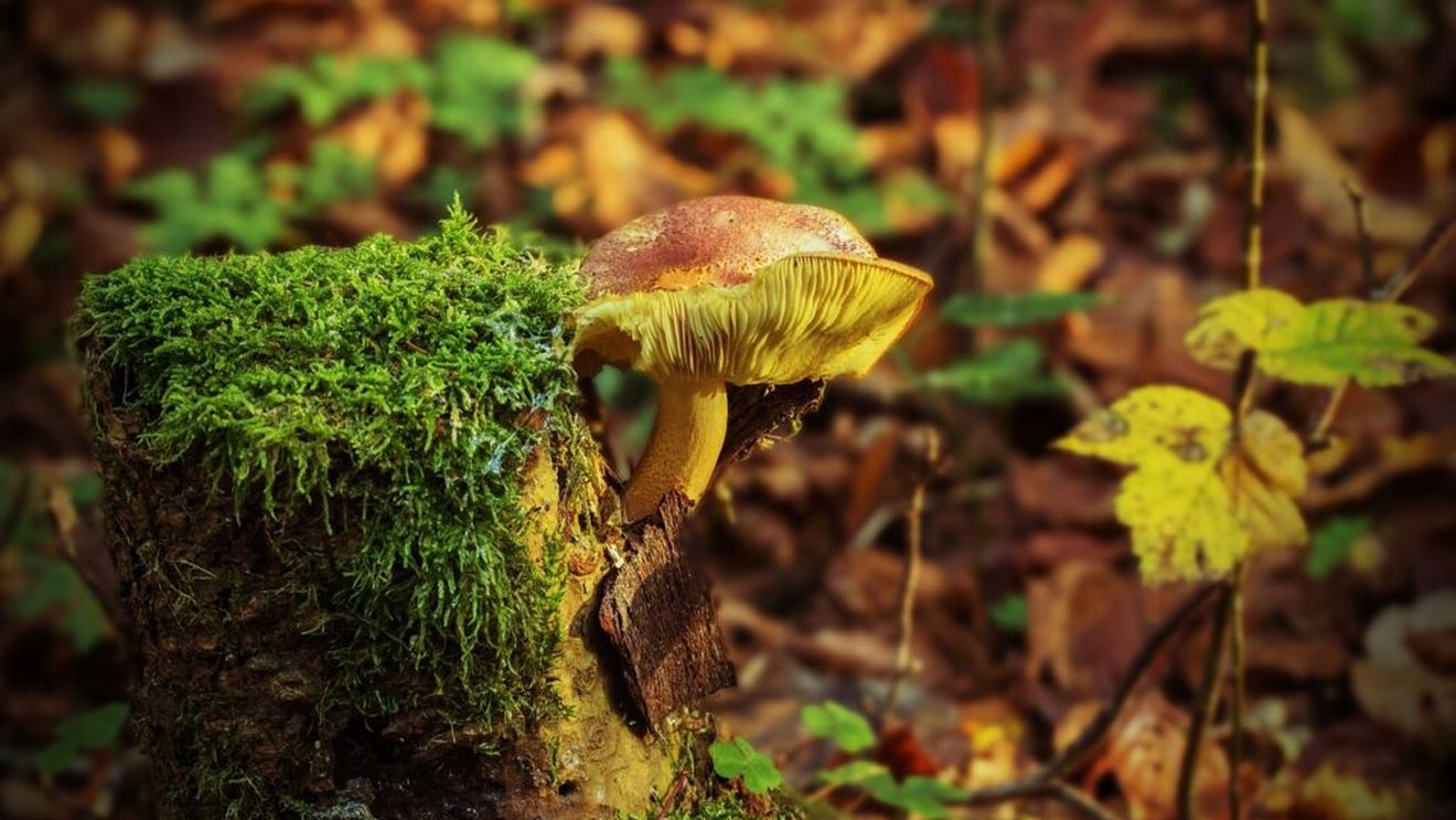 O bătrână de 88 de ani din Italia a plecat să caute ciuperci și s-a rătăcit. A supraviețuit patru zile în pădure cu apă de ploaie și vorbind cu o vulpe