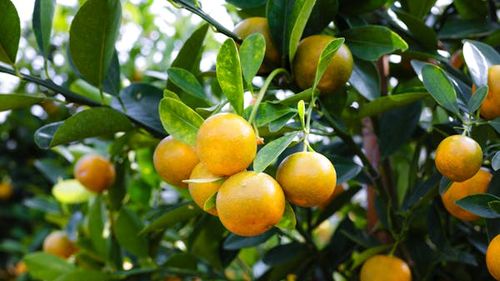 Al doilea mare producător de citrice după Spania se așteaptă la creșterea exporturilor în acest an / Ce probleme are Africa de Sud cu vânzarea produselor în Europa