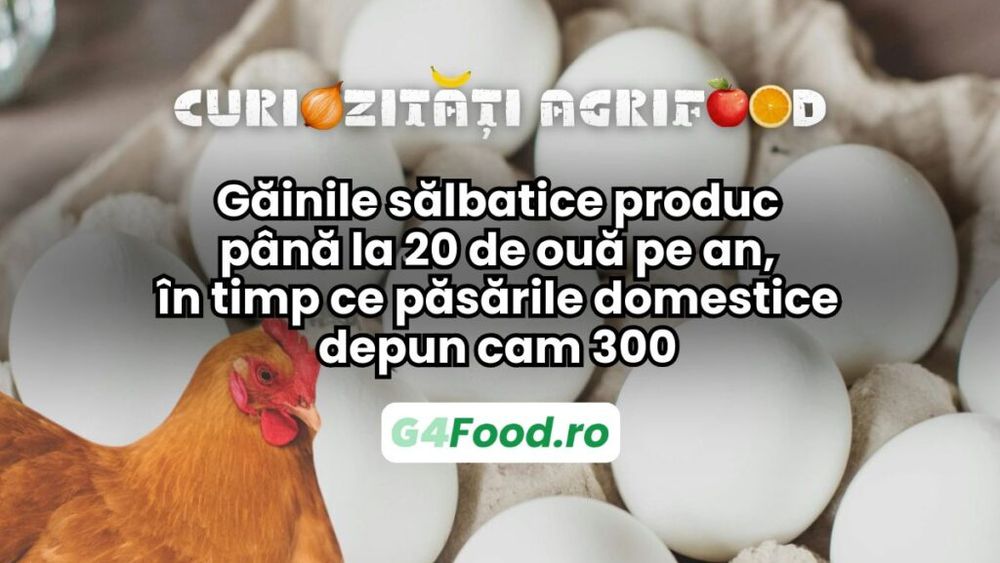 Curiozități agrifood - 28 aprilie | Găinile sălbatice produc până la 20 de ouă pe an, în timp ce păsările domestice depun cam 300