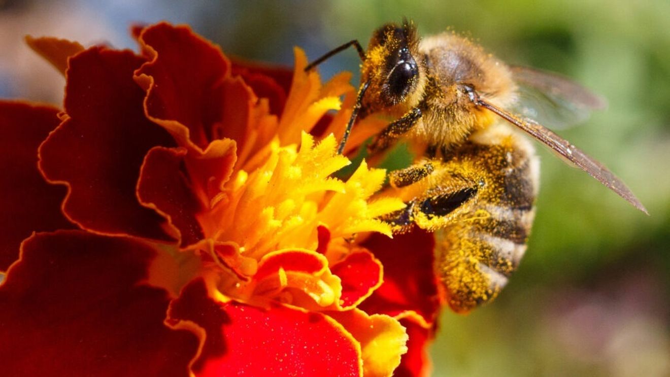 Polenul de albine / De la stup la supliment, cum se colectează, folosește ce beneficii și riscuri aduce sănătății