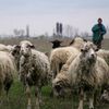 Crescătorii de ovine cer demisia șefului ANSVSA după blocarea exporturilor / ROMOVIS amenință cu proteste pe 23 iunie