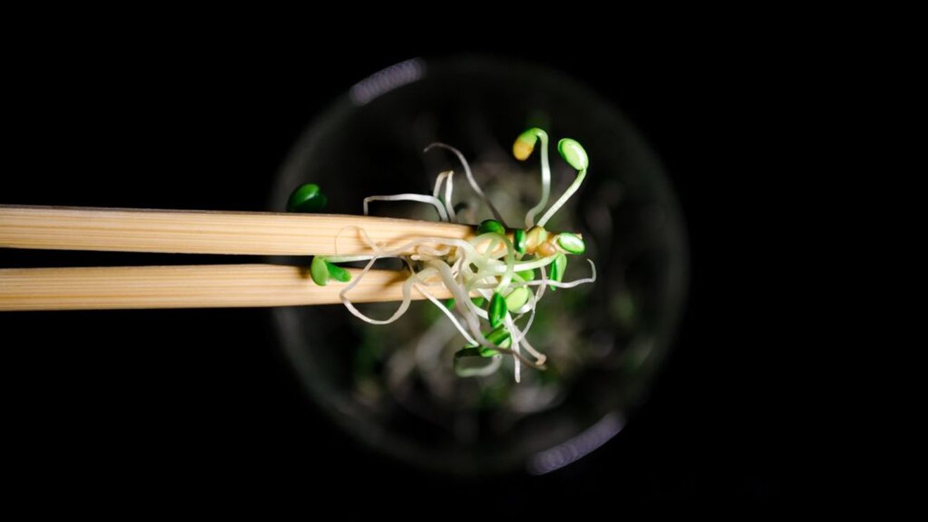 Norvegia se luptă cel mai mare focar de toxiinfecție alimentară din ultimele decenii / De vină pare a fi un lot de muguri de lucernă importat din Italia, infestat cu Salmonella