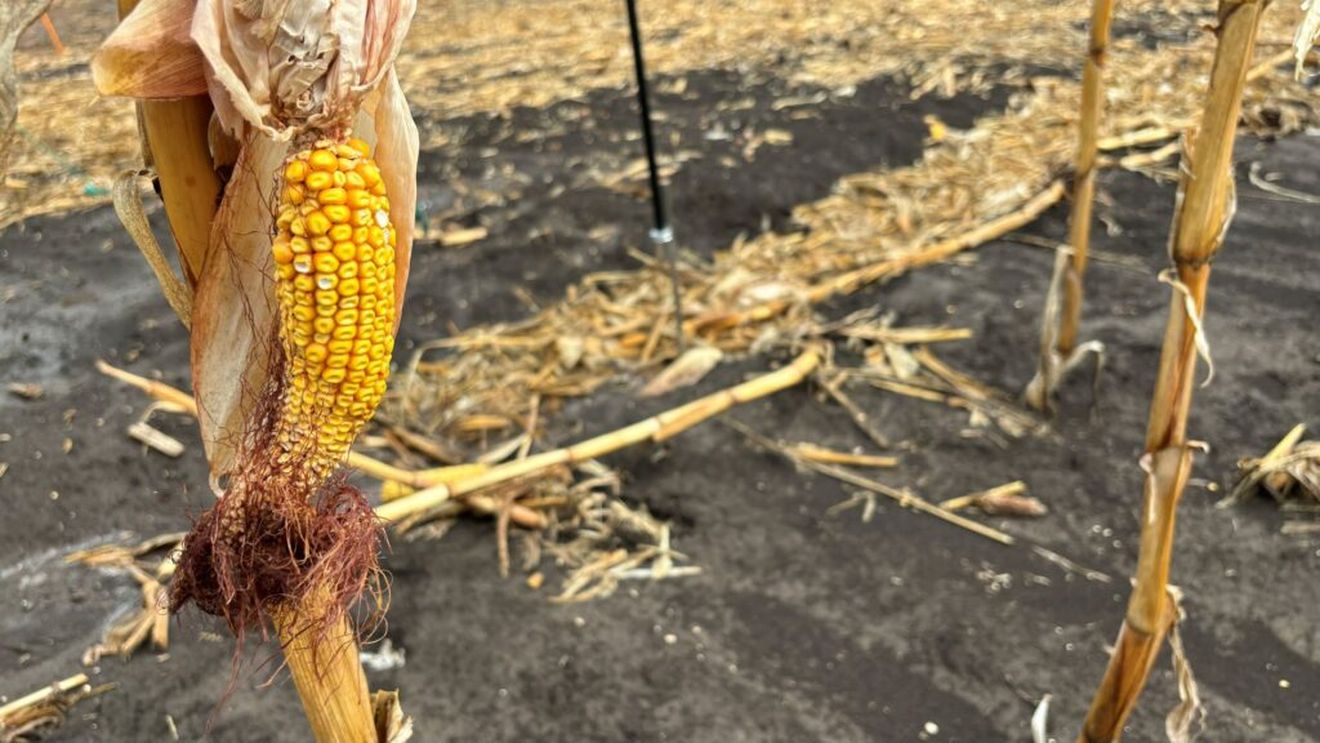 Retrospectiva sezonului agricol 2024: Evoluții climatice atipice, secetă severă prelungită, campanii de recoltare devansate / Producții slabe în mai multe zone ale țării, ajutoare financiare publice substanțiale