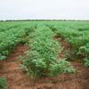 Seceta îi determină pe fermierii francezi să cultive năut, linte și chia / Producția unei mici cooperative s-a dublat față de 2023