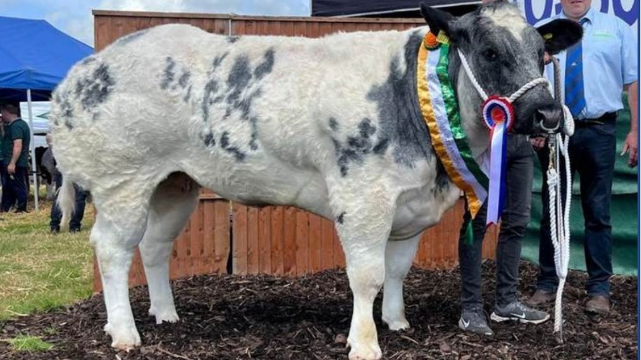 Prețul cu care s-a vândut la licitație această vacă. Costul, mai mare decât cel al unui Logan nou