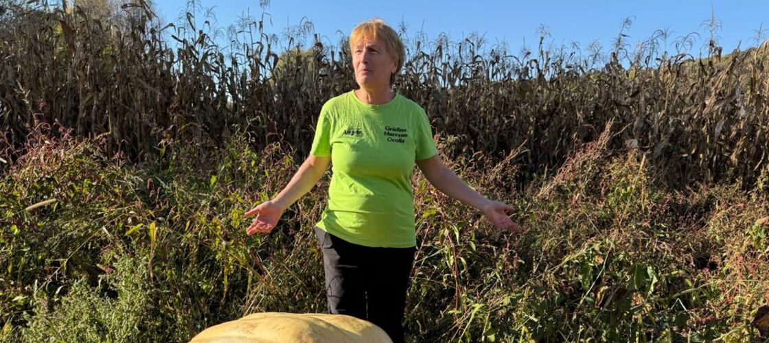 FOTO-VIDEO | Au adus câteva semințe din Spania și au ajuns să crească dovleci de 200 de kilograme / Soții Mureșan cultivă dovleci care nu pot fi ridicați de patru oameni și vor să vândă semințele online