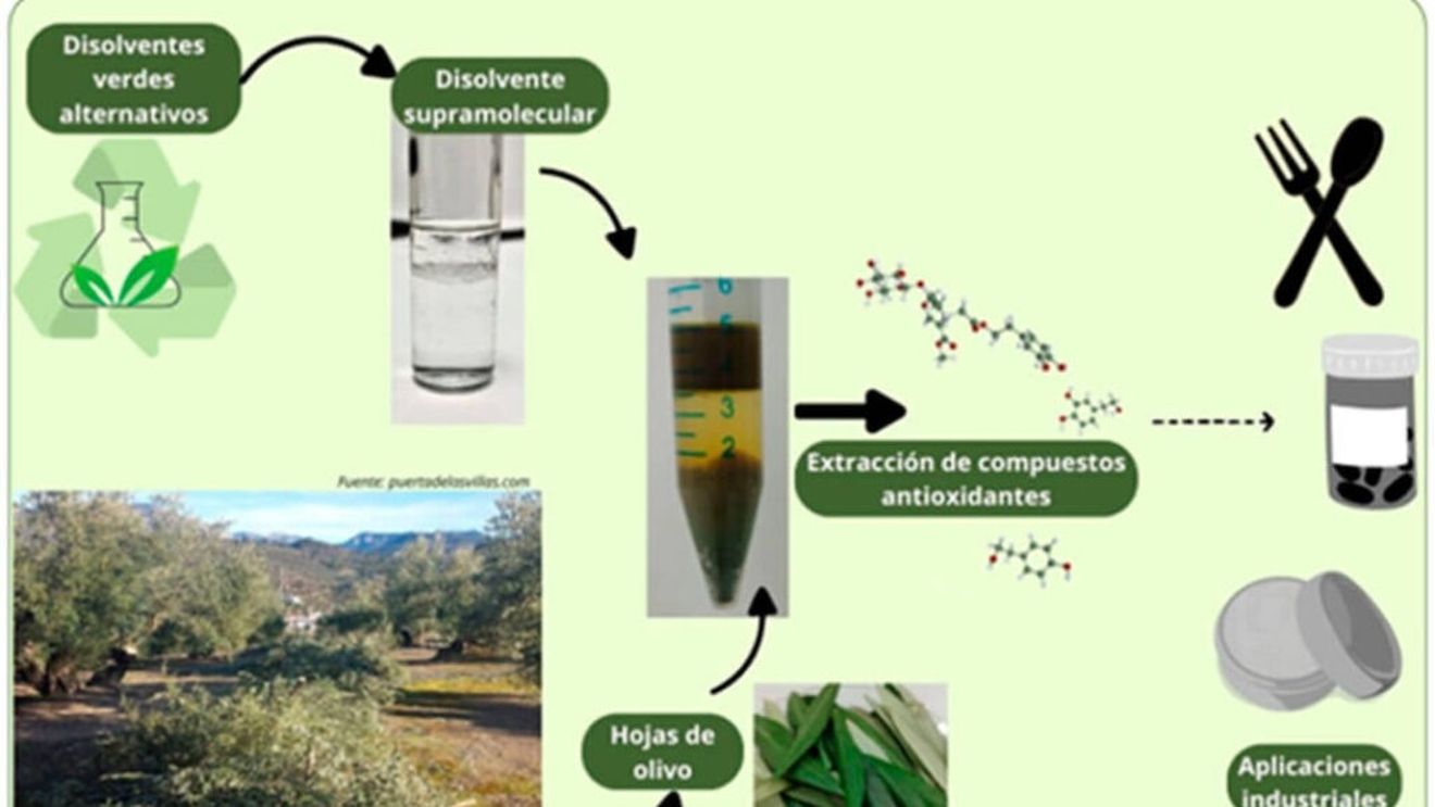 Nimic nu se aruncă, totul se valorifică / Solvenți ecologici, făcuți din resturile de tăiere ale măslinului