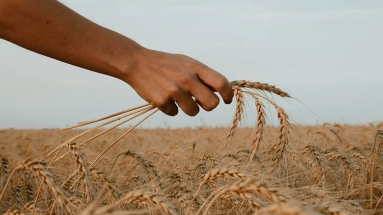 Prețul grâului trece din nou de 250 de euro pe tonă / Cum ar putea deveni cerealele românești mai „atractive”