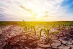 Secetă pedologică și temperaturi de până la 37°C. Cum afectează vremea lucrările agricole și recoltarea în perioada 28 august – 3 septembrie (agrometeo)
