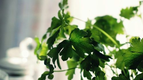 Vaslui: Pătrunjel cu pesticide, retras de la comercializare din patru magazine din judeţ