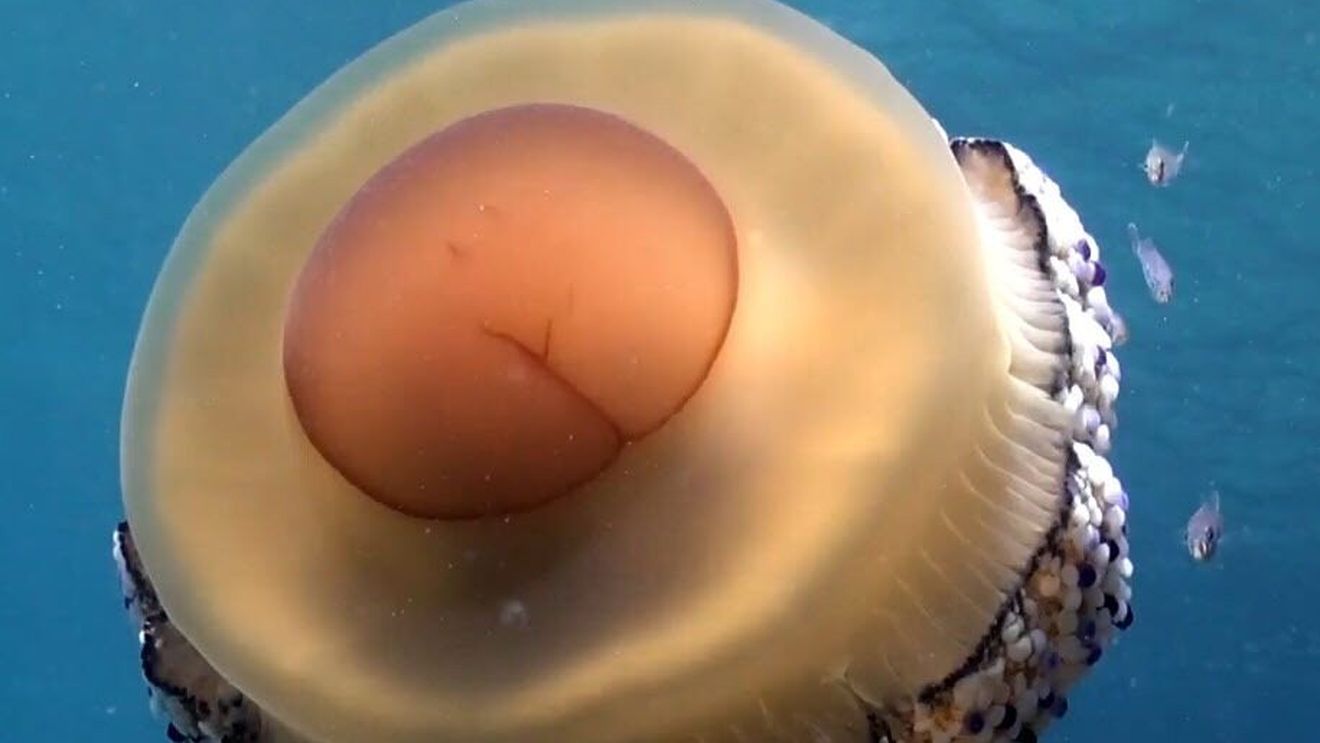 Meduza ”ou prajit” care a invadat coastele Spaniei. Nu este periculoasă și chiar arată ca un ou ochi