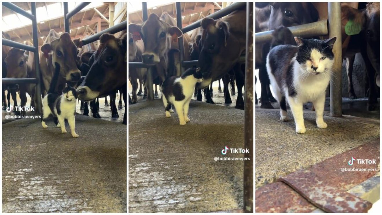 VIDEO Relația unei pisici de fermă cu celelalte animale de pe proprietate a cucerit internetul / Felina, considerată „prețioasă” și „drăgălașă peste măsură”