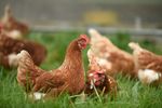 Înghețată pentru găini? Soluția ingenioasă folosită de fermieri pentru a răcori păsările în timpul caniculei