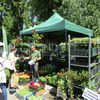 Zilele Horticulturii Bucureștene la USAMVB, sub semnul bujorului