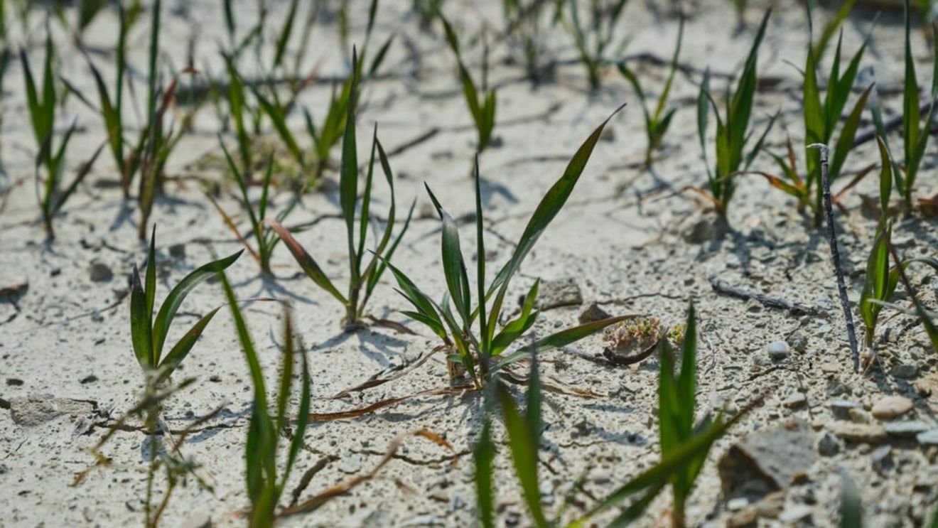 Problemele fermierilor români nu sunt singulare. 6 regiuni din Spania cer guvernului Sanchez să îi despăgubească pe agricultori pentru a contracara efectele secetei