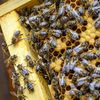 Albinele pot număra, spun cercetătorii / Noua descoperire schimbă felul în care înțelegem inteligența insectelor