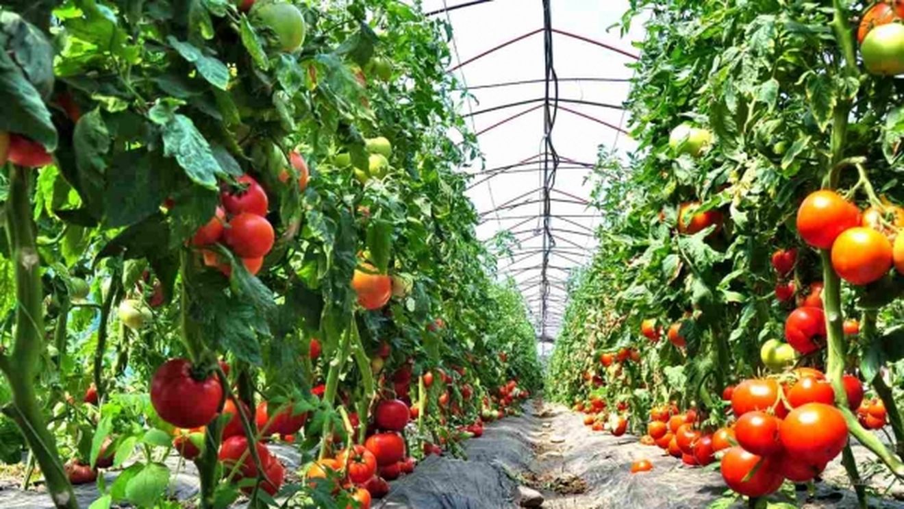 Formula AS: ”legumicultura românească s-a mutat în sere și solarii”