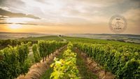 Apoldia Maior, laboratorul viticulturii transilvănene / Cum vrea USAMV Cluj să transforme stațiunea într-un reper pentru vinul românesc