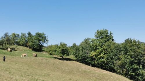 FOTO - VIDEO | Locul din Maramureș unde natura dictează ritmul vieții / Case risipite pe dealuri, hrana din gospodărie și povești spuse în jurul vetrei / Localnic: „Pe un hectar avem mălai, am pus cartofi, ceapă, morcovi, usturoi, tot felul. Ajung peste iarnă”