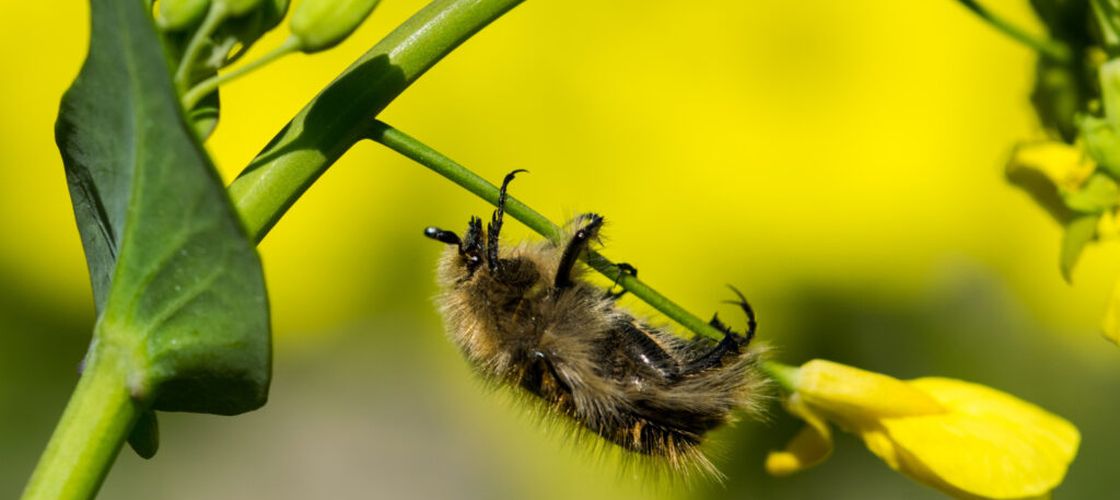 Insecte necunoscute până acum ar putea salva culturile de rapiță / Specialiștii germani anunță o descoperire promițătoare pentru fermieri