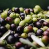Câte măsline sunt necesare pentru un litru de ulei? Unele sticle sunt obținute din până la 10 kilograme de fructe