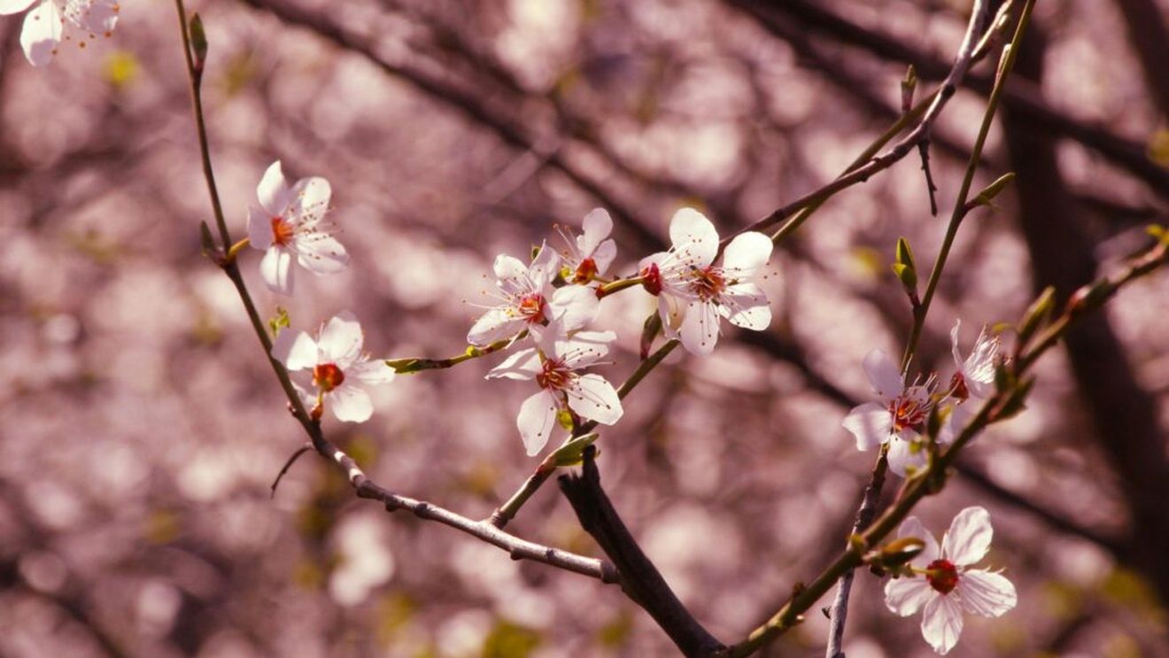 Soluții originale anti-îngheț | Pentru a-și proteja livada, câțiva agricultori români au recurs la o metodă inedită