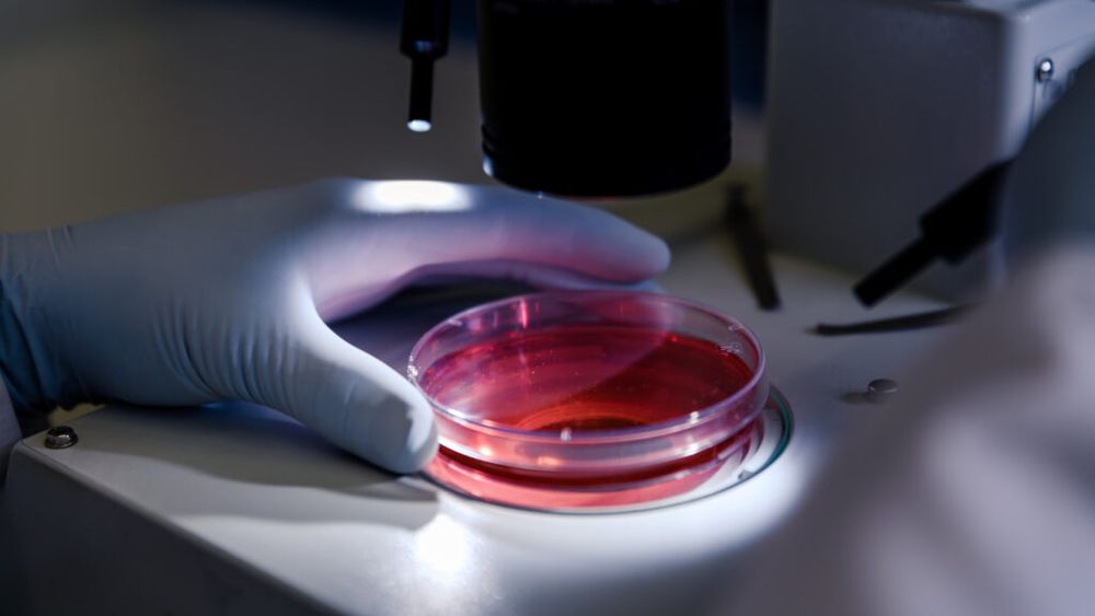 Un virus al ardeiului, transformat într-o unealtă genetică de precizie / Cercetătorii chinezi pot "opri" gene în trei săptămâni / Metoda ar putea accelera studiile pentru soiuri rezistente la boli