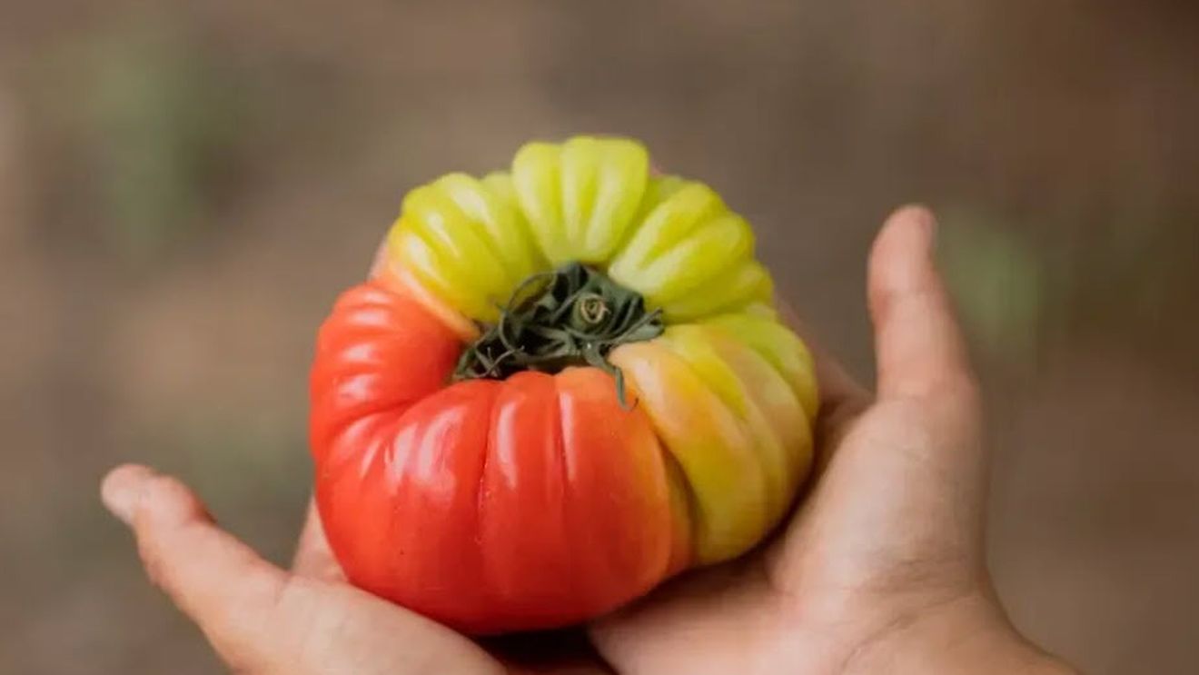 Un startup spaniol vinde fructele și legumele „urâte” pe care supermarketurile nu le acceptă. Cifra lor de afaceri s-a dublat în acest an și contribuie și la combaterea risipei alimentare