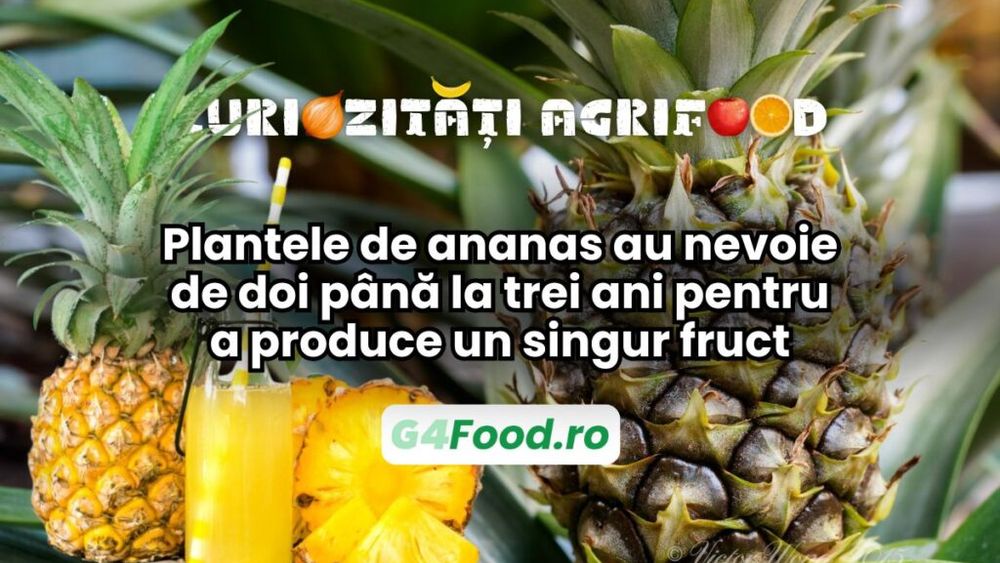 Curiozități agri-food 12 decembrie: Plantele de ananas au nevoie de doi până la trei ani pentru a produce un singur fruct